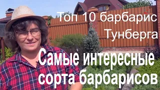 Самые интересные сорта барбарисов. Топ 10 барбарис Тунберга