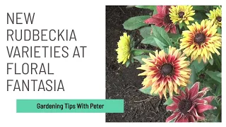 New Rudbeckia Varieties at Floral Fantasia | Garden Ideas | Peter Seabrook