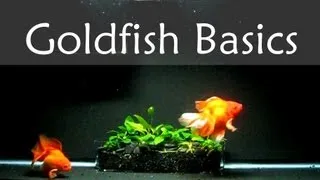 Goldfish Care Basics : Tank Size