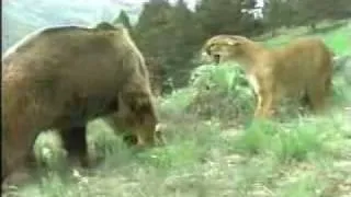 Mother Cougar protecting cubs against a Grizzly Bear