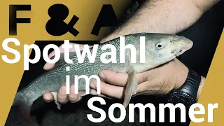 Heavy Match & Feeder angeln am kleinen Fluss | so geht's