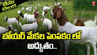 Chenu Chelaka : Specialist In Boer Goat Farming By Tamilnadu Farmers Kalviamuthu | T News