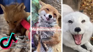 Cutest and funniest Fox Tiktok video compilation redfoxes articfoxes babyfoxes