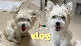 평생 꿈 꿔오던 반려견vlog ㅣ 유기견 입양 브이로그 ㅣ 포인핸드 ㅣ 사지말고입양하세요