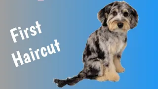 Puppy Aussiedoodle Experinces First Grooming
