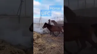 UFC  ерегіс 😱 төбелес