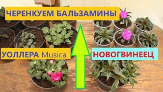 Бальзамин Уоллера Musica и Новогвинейский. Кто краше?