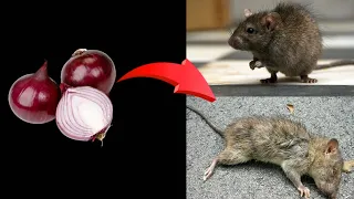 ONIAN MAGIC !!! Kill RATS Within 10 minutes || 100% NATURAL WAY I Home Remedy | Mr. Maker