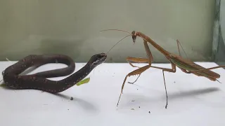 Mantis vs Snake  what  will  happen