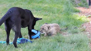 Lonesome Cheetah Cub and Puppy Form Unlikely Friendship