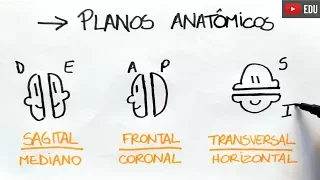 Anatomia em 1 minuto: Planos Anatômicos | Anatomia e etc