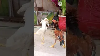 White Rooster Vs Red Rooster | Cock Video #youtubeshorts #viralvideo #funny #shorts