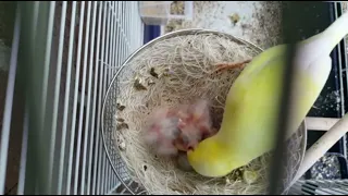 From egg to canary