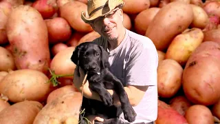 Harvesting Potatoes with Labrador Andy