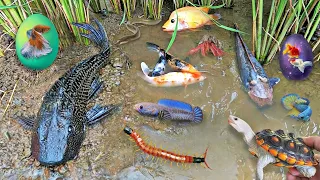 So Amazing.. Catching Colorful Betta Fish In The River,Giant Catfish,Ornamental Fish,Turtle,Bird #2