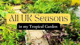 🌿 One Year In My Tropical Garden UK