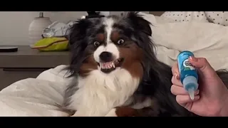 Funny cats & dogs will cheer you up 2024 #cats #dogs #funnyvideo