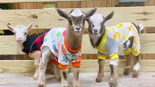 Baby Goats in Pajamas at Rhythm Ranch Homestead