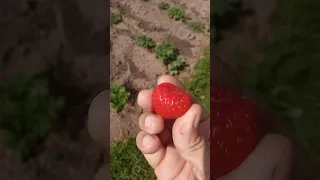 КЛУБНИКА ФУРОР РЕМОНТАНТНАЯ, первая проба ягоды