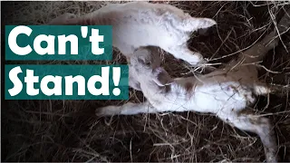 How to help a baby goat with weak legs that can't stand up