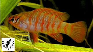 Scarlet Badis - Pretty Little Hate Machines | Fish Species Profile