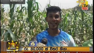 Hiru News 9.55 PM | 2019-01-24