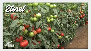 ETEREI Seminis | Experiencias con agricultores y recomendaciones de la novedad en tomate |