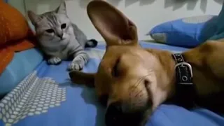 Злая кошка не дает спать собаке / Dog Sleep Farting Makes Cat Angry