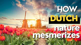 HOW Dutch nature mesmerizes | a journey through Dutch nature