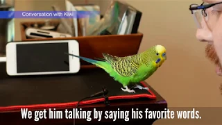 Kiwi the Talking Parakeet: Conversation With Owner (Captioned!)