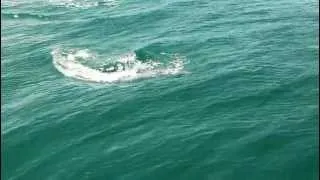 Дельфин охотится на рыбу - Донузлав