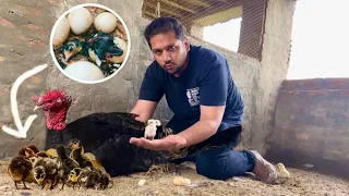 Biggest Turkey Farm In Punjab, Turkey Hatching Chiks, Birds Farming, Hsn Entertainment