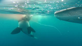 Orcas hunting sea turtles in Wolf Island, Galapagos