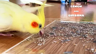 Pet Birds Reactions to the Food Printed on Paper