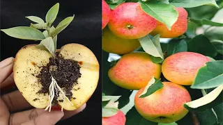 Unique Skill How to grow an apple tree easily from apples