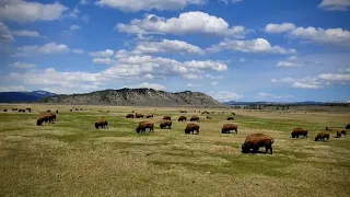Buffalo in Grand Teton