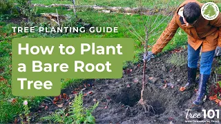 How to Plant a Bare Root Tree (Step-by-Step Guide) | Tree 101