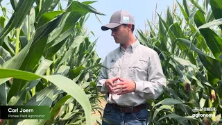 Heat Stress During Corn Pollination
