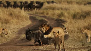 Lion Documentary - Working Together To Survive| National Geographic Documentary HD ( Wild Planet )