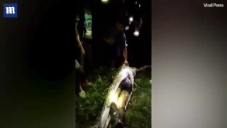 Horrifying moment villagers cut open a giant python and discover their missing friend inside who had