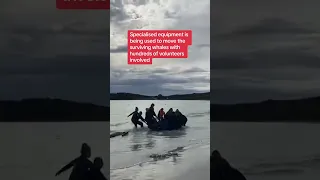 Dozens of whales wash up on Oz beach