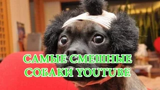 ✅ТОП 5 самых смешных собак на YouTube 2017