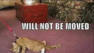 Funny Cat Montage 4!!