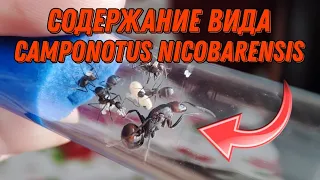 Все о Camponotus nicobarensis! |  Содержание вида!