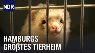 Süderstraße: Volle Hütte in Hamburgs größtem Tierheim | Die Nordreportage | NDR Doku