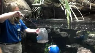 Archer Fish at National Aquarium, Baltimore