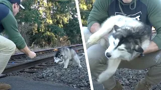 Un pompier ramène un animal à la maison. Quelques heures plus tard, il fond en larmes