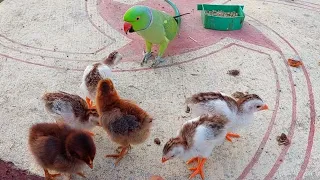 Talking Parrot Greeting Baby Chicks