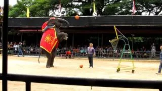 IOI 2011 - The Elephant Show - Basketball