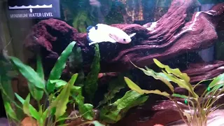 2.5 gallon tanks okay for small Bettas